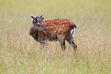 爱情岛官方论坛AV：极速情缘，赛道交织的心动轨迹-4