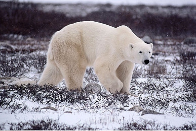 特级大胆人文艺术的文化内涵：穿越文明赛道，驾驭历史的速度艺术之旅