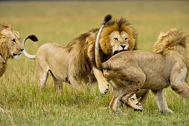 男同游戏：兄弟同心极速狂飙，情感纽带驱动冠军之路-5