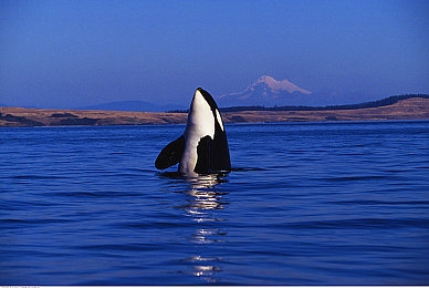 男生女生做差差免费下载软件：性别驱动，竞速新境