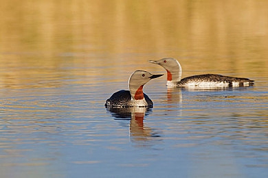 男人和女人打扑克牌差差差：策略与心理的终极对决，极速狂飙全新版本今日上线-3