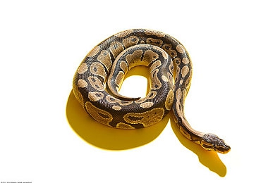 黄色链接下载:闪耀墨西哥,解锁地平线5稀有黄金涂装的终极指南-4