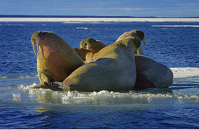 女人与猪交H：《荒野冒险家》今日上线，深度评测揭秘独特双生协作生存之旅-3