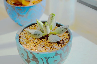 女生和男生在床上一起软件：双心共驭，默契驰骋于虚拟之路-2