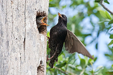 黄色软件下载3.03.3：《极速狂飙：街头传奇》全新版本上线，真实物理与动态天气颠覆竞速体验-3