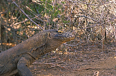 黄色软件每天三次：每日登录必做，高效获取地平线5游戏货币与经验攻略-3