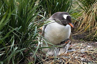 污色网站应用：赛博侦探潜入数字暗网，2077年霓虹都市犯罪谜案今日揭晓-4