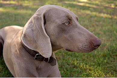 黄色软件下载免费安装：《极速黄潮》今日上线，免费畅享视觉与速度的双重盛宴-2
