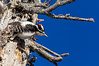 黄色软件app下载3.0.3免：霓虹城狂飙新纪元，街头赛车物理引擎全面升级-3