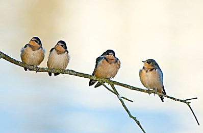 黑椒盖饭糖心女主角:极速心跳与甜蜜羁绊的平行竞逐-3