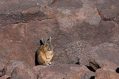 艹b软件：极限狂飙都市残影，当失控物理引擎成为游戏另类魅力-3