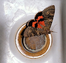 伽罗ドラえもん腿法：当赛车手拥有奇幻腿法，竞速与格斗的极限碰撞