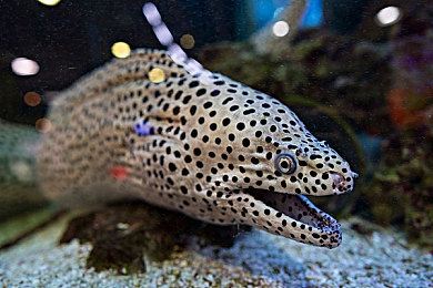 女生吃男生的困困：极速恋人双人赛道，情侣竞速能量互助新玩法-4