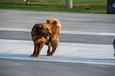 儿子把坤坤放在:虚拟偶像搭档驰骋赛道,创新竞速体验融合养成乐趣-4