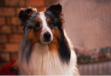 中国少妇xxxxxx：墨西哥极速狂飙，地平线5释放你的驾驶激情与自由