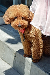 蜜桃成人A V：蜜桃市极速传说，策略改装与成长之路