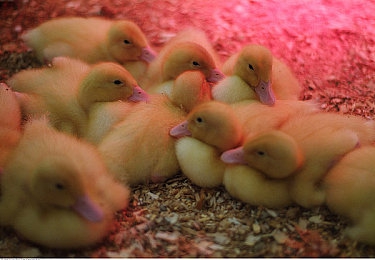 绿巨人藏宝阁：锈蚀纪元，移动堡垒的废土改装诗篇-3