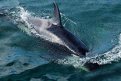 黄色软件vivo:极速幻光今日上线,驾驭未来超跑引爆视觉竞速新风暴-2