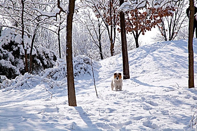 成年人禁用软件：极限竞速地平线5，真实驾驶体验与虚拟冒险的边界探索-5