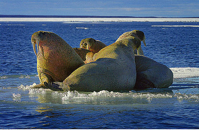 男生搞女生应用:极速同心,双人协奏,竞速搭档的默契之旅-4