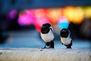 男生女生APP:双人共驾新游上线,真实物理引擎考验默契,协作竞速引爆话题-2