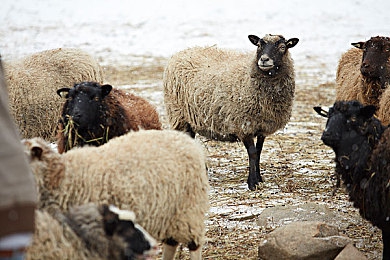 男生女生一起差差游戏：双人竞速新纪元，差异协作共赴完美驾驶协奏曲-2