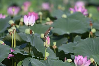 英语课代表说不能再生了：当赛车彻底损毁，硬核玩家如何绝地求生-2