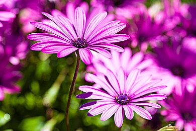 打扑克又叫又疼教程:今日上线,《极速扑克:狂飙对决》深度攻略揭秘竞速与卡牌融合新玩法-3