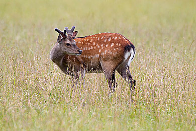 乖乖女校花被打光屁股：极速优等生，夜幕下的双面竞速之旅-4