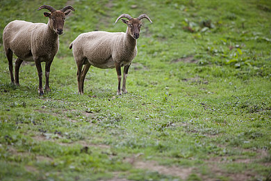 没穿衣服软件：极简框架搭载真实物理，这款赛车模拟器卸下所有视觉装饰-2