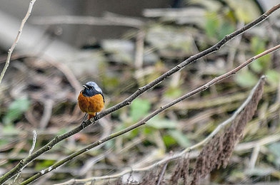 国产果冻传媒：弹跃飞驰，软体竞速幻想曲