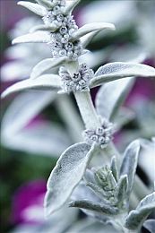 男女生之间差差软件：《极速无界》今日上线，性别驾驶差异如何转化为赛道策略-2