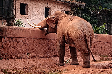 oppo黄色：极速幻影,一抹亮色点燃赛道,视觉与速度的双重革新-3