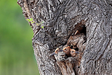 女人和公豬交交30：废土狂飙，艾拉与钢铁战车的三十场生死竞速-5