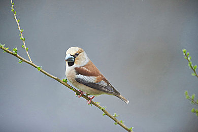 插入蜜桃：蜜桃核心幻想竞速，赛车手与探险家的双重身份之旅-3