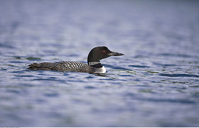 男人和女人积极软件：双人共驾，情感引擎驱动的未来竞速实验室-3