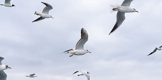 2024黄色软件大全：2024年度虚拟赛车盛宴，经典黄黑涂装席卷极速赛道