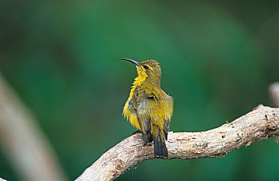 王者荣耀女英雄无爱心图片公:冷峻锋刃,战场玫瑰的战术美学解析-3