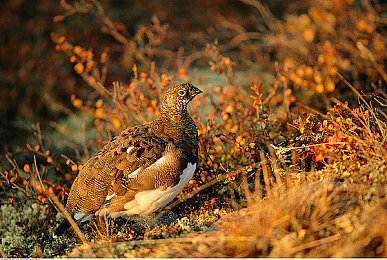 国产成人亚：东方幻想竞速新作发布，御兽飞驰玄黄大陆今日开启-4