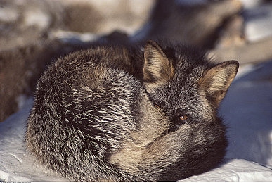 四川阿姨荒野大镖客趣事：当退休生活邂逅西部传奇，中年玩家沉浸救赎之旅-4