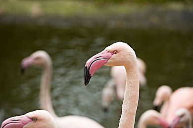三上悠亚成人电影：霓虹灯下的极速偶像，双面生涯竞逐赛-4