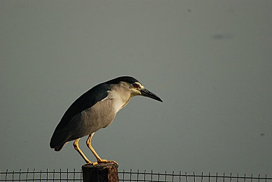 鲍管分拣中心排行榜最新章：极限物流模拟器新版上线，多维榜单引发效率革命-4