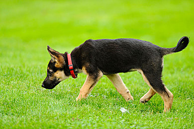 自由性别半老成熟最简单解释：驾驭未来，夜之城的车轮传奇与角色成长之旅-3