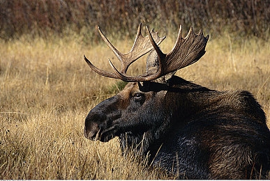 国产最新A片：竞速纪元赤影，东方极速幻想之旅-5