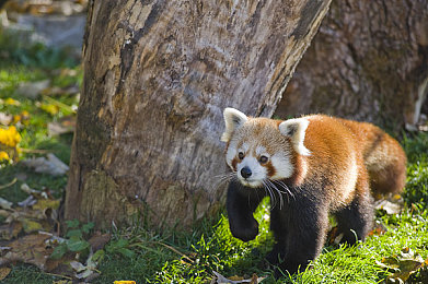 三上悠亚被干哭：当虚拟车手在赛道情绪崩溃，竞速博弈迎来人性化沉浸新体验-2