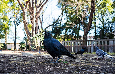 人与猪dna的杂交:基因飞车今日上线,跨物种神经融合驾驶颠覆竞速游戏体验-4