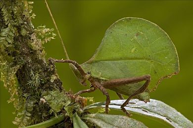 大菠萝福建官方引海纳百川：暗黑破坏神不朽联动闽南文化，全新副本与限定装备今日上线-4