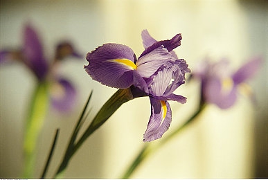 网站你应该知道我说的是什么吧免费：墨西哥画卷中的永不停歇速度盛宴-3