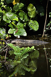 男生女生一起差差差差下载大全：竞速游戏新趋势，双人协作打破性别界限，共享驾驶乐趣-2