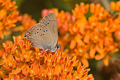 美女脱内衣软件：极速狂飙与虚拟时尚，赛车改装引爆个性革命-2